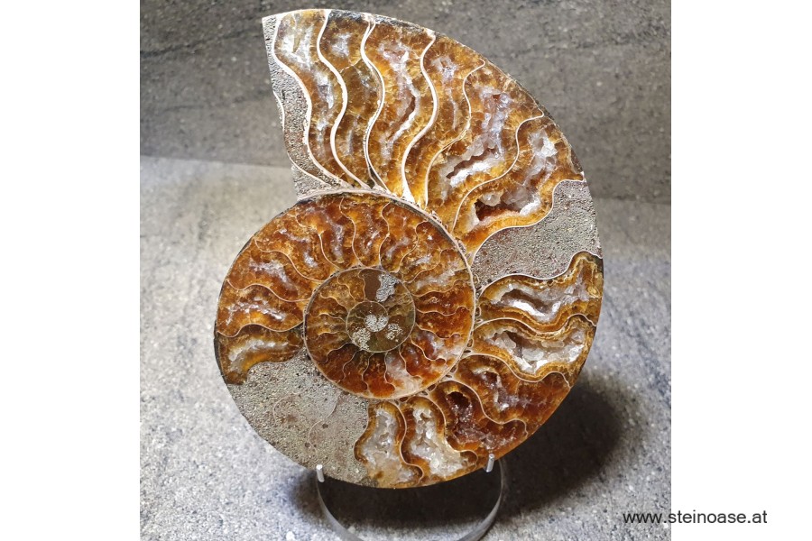 Ammonite Nr.2 - rechts